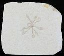 Floating Crinoid (Saccocoma) - Solnhofen Limestone #58295-1